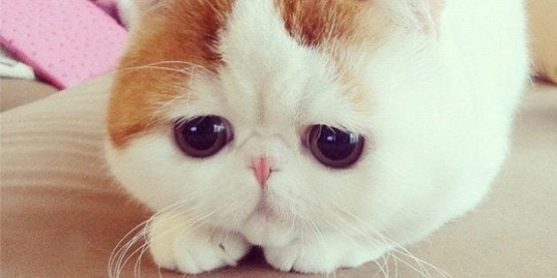 Snoopybabe: Instagram tiene una nueva celebrity gatuna