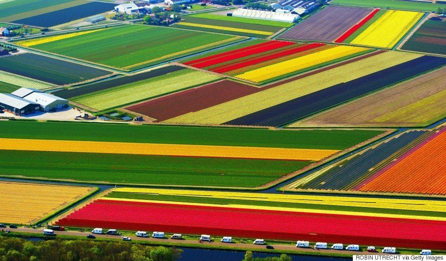 Nunca has visto así los campos de tulipanes de Holanda: desde un dron