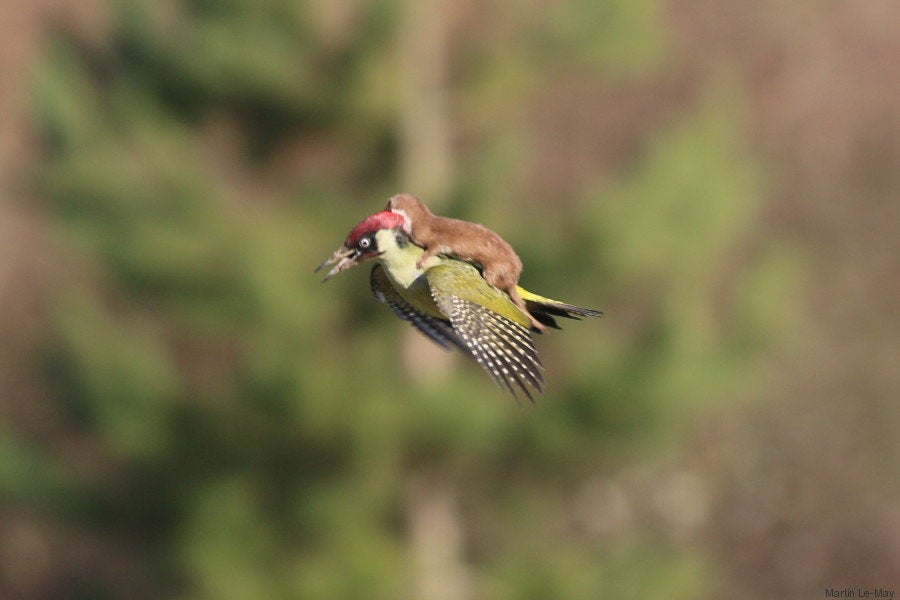 La Historia Tras La Foto Del Pajaro Carpintero Transportando Un Bebe Comadreja El Huffpost