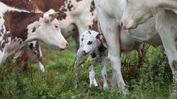 La historia detrás del primer yogur