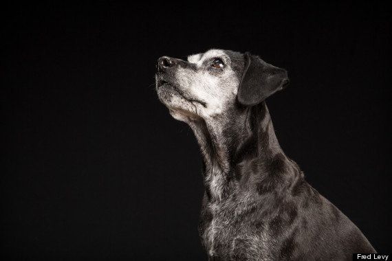 La Belleza De Los Perros Negros Fotos El Huffpost 