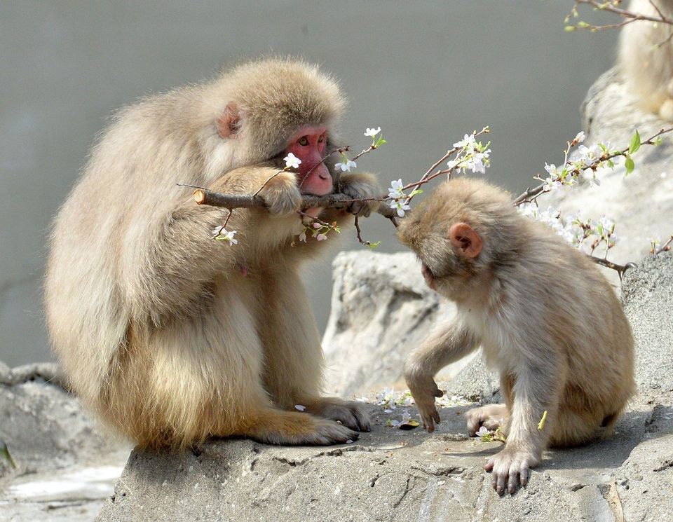 Macacos japoneses comiendo flores de cerezo