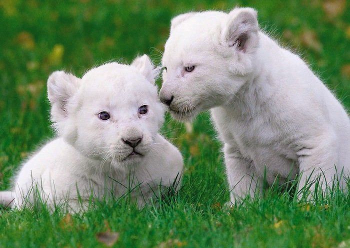 Crías de león blanco