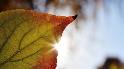 Por qué noviembre no es un mes tan marrón: las citas más 'verdes' del