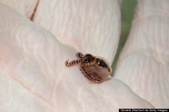 Estos Pulpos Pequenitos Despertaran Tu Lado Mas Tierno Fotos El Huffpost Estos Pulpos Pequenitos Despertaran Tu Lado Mas Tierno Fotos El Huffpost