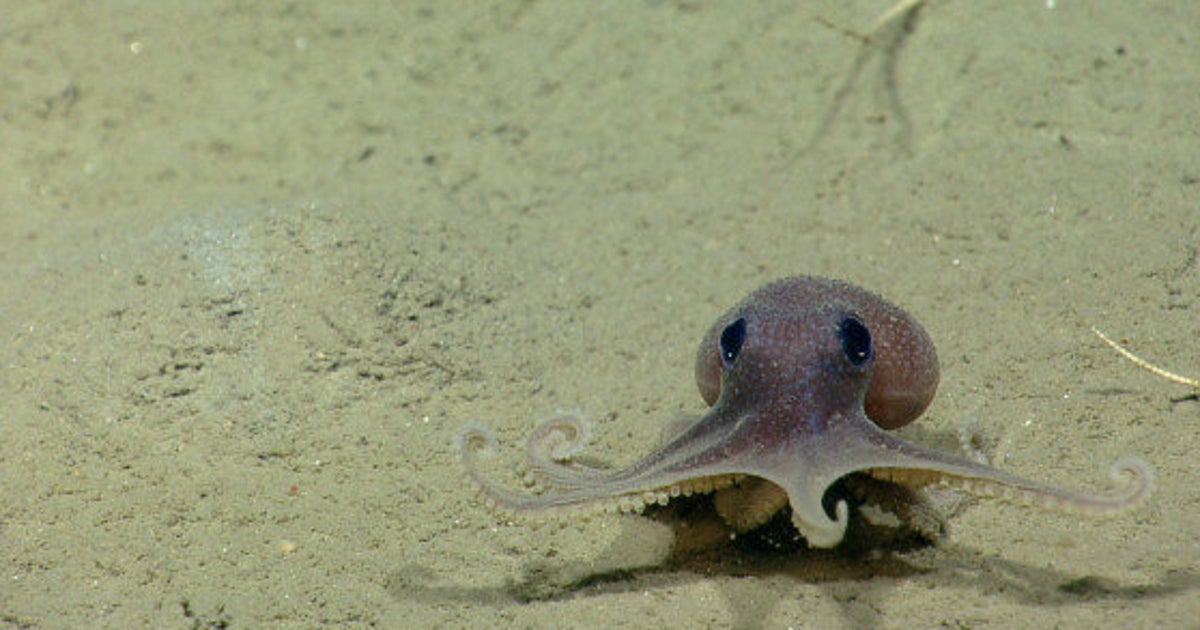 Estos Pulpos Pequenitos Despertaran Tu Lado Mas Tierno Fotos El Huffpost Estos Pulpos Pequenitos Despertaran Tu Lado Mas Tierno Fotos El Huffpost