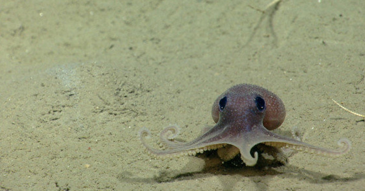 Estos Pulpos Pequenitos Despertaran Tu Lado Mas Tierno Fotos El Huffpost