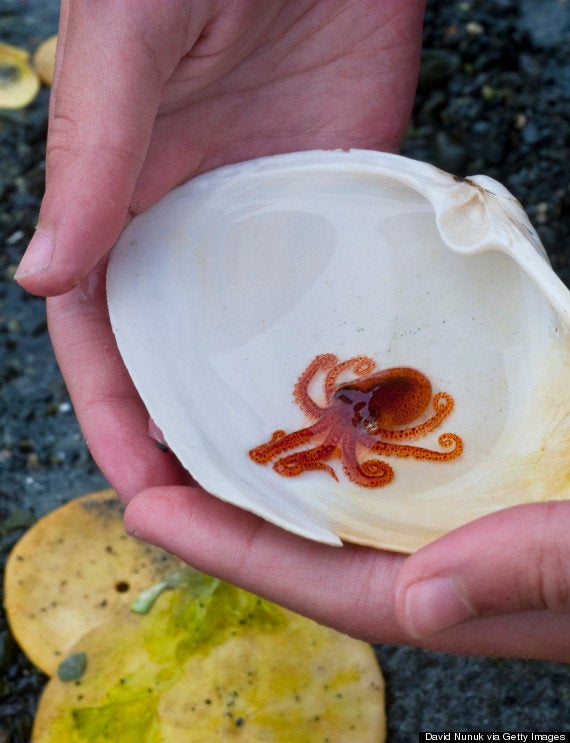 Estos Pulpos Pequenitos Despertaran Tu Lado Mas Tierno Fotos El Huffpost Estos Pulpos Pequenitos Despertaran Tu Lado Mas Tierno Fotos El Huffpost