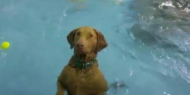 El perro inmóvil en la piscina que ha enamorado a 17 millones de