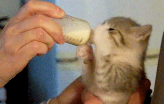 Ver Comer A Este Erizo De Cuatro Dias Te Va A Dejar Hipnotizado Video El Huffpost