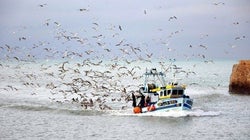 Pesca sostenible: ¿la única