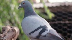 León, Paloma, Delfín, Alondra o Delfina, los nombres de animales más