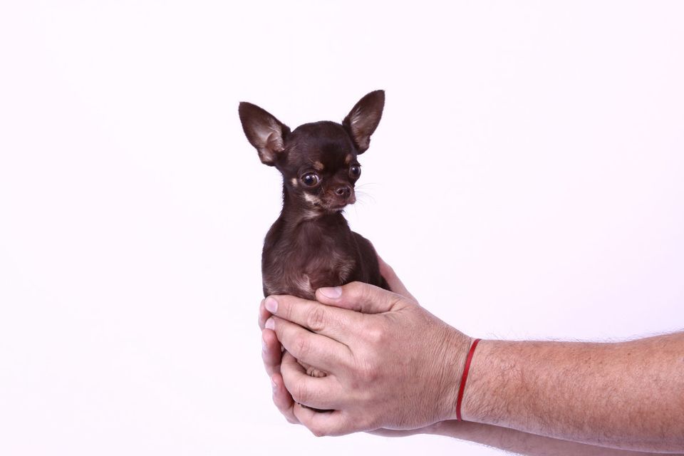 El perro más pequeño (y vivo)