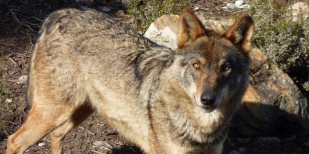 Castilla y León permitirá cazar 143 lobos anuales hasta