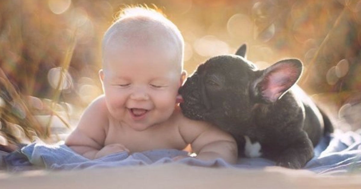 Un Bebe Y Un Bulldog Frances Amigos Inseparables Fotos El Huffpost