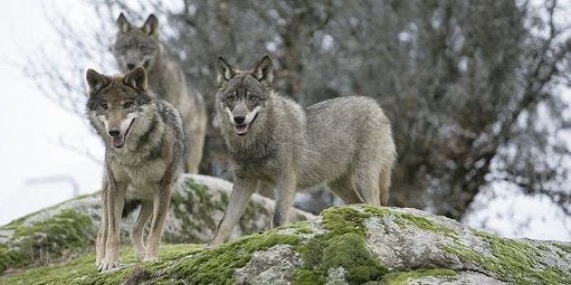 El lobo ibérico: ¿problema o