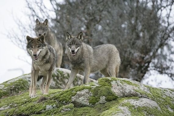 El lobo ibérico: ¿problema o