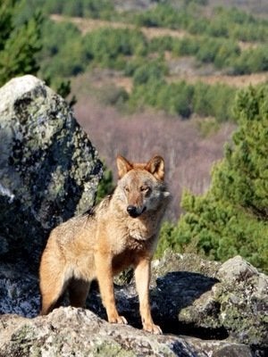 Manifestación por el lobo