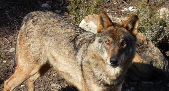 Manifestación por el lobo