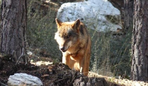 Manifestación por el lobo