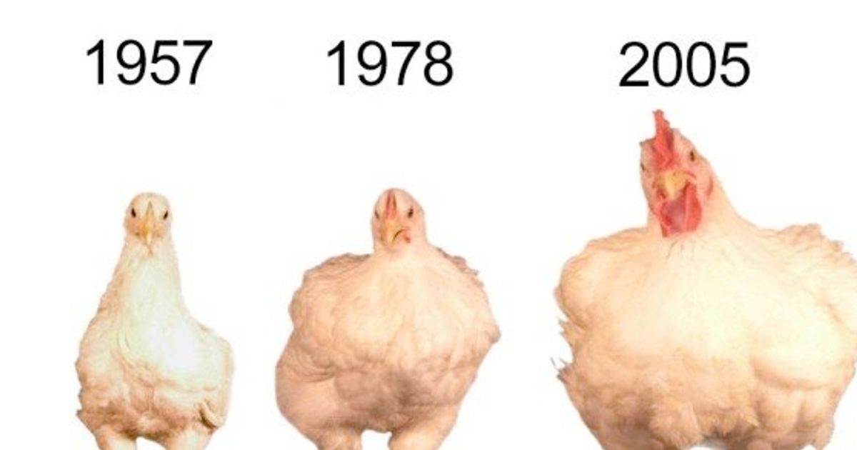 Por qué ahora los pollos son más grandes que los de hace décadas? | El  HuffPost