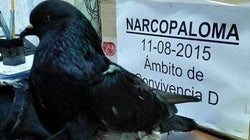 Cadena perpetua para la narcopaloma que entregaba drogas en Costa