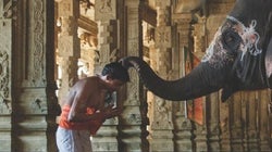 Elefantes en la India: criaturas espirituales y