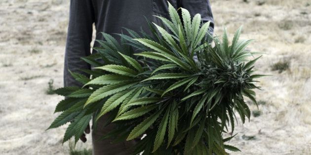 Un paraíso de marihuana, escondido entre las secuoyas gigantes de California