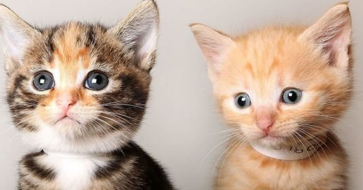 Cómo Hacer Que Tu Gato Acepte A Una Nueva Mascota Y Se Lleven Bien El Huffpost