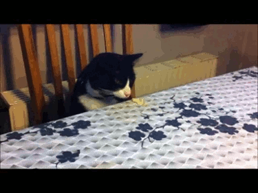 Cómo Hacer Que Tu Gato Acepte A Una Nueva Mascota Y Se Lleven Bien El Huffpost