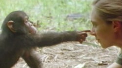 Jane Goodall: 