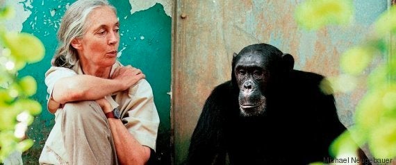 Entrevista con la primatóloga Jane Goodall: 