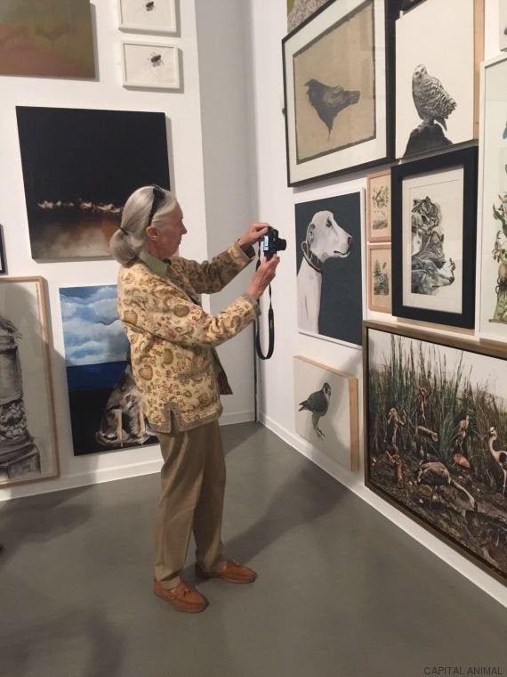 Entrevista con la primatóloga Jane Goodall: 