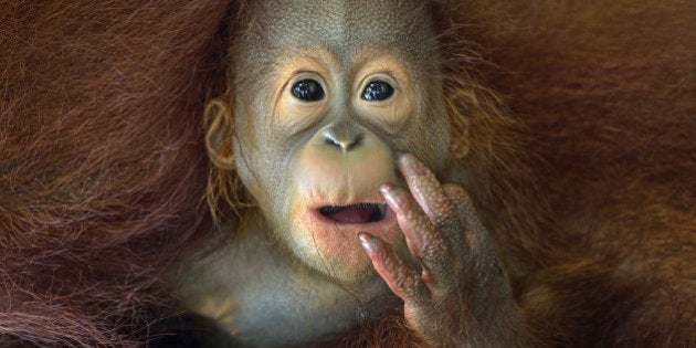 Premio Sony de Fotografía 2014: las impresionantes imágenes finalistas