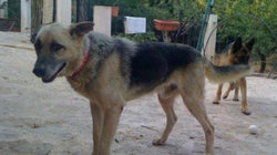 De cómo tu perro cambió mi (nuestra)