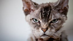 Tu gato quiere matarte y luego volverte