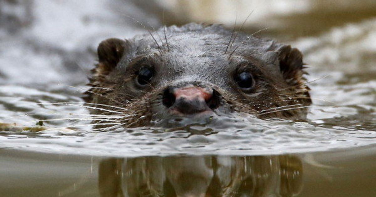 Una Adorable Nutria Banandose Ya Es La Nueva Sensacion En Las Redes El Huffpost