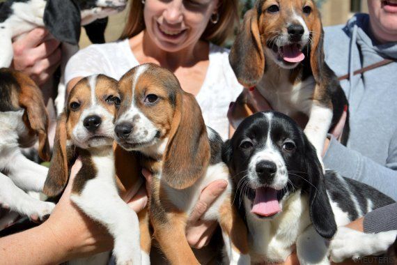 Nace en EEUU la primera camada de perros por fecundación in