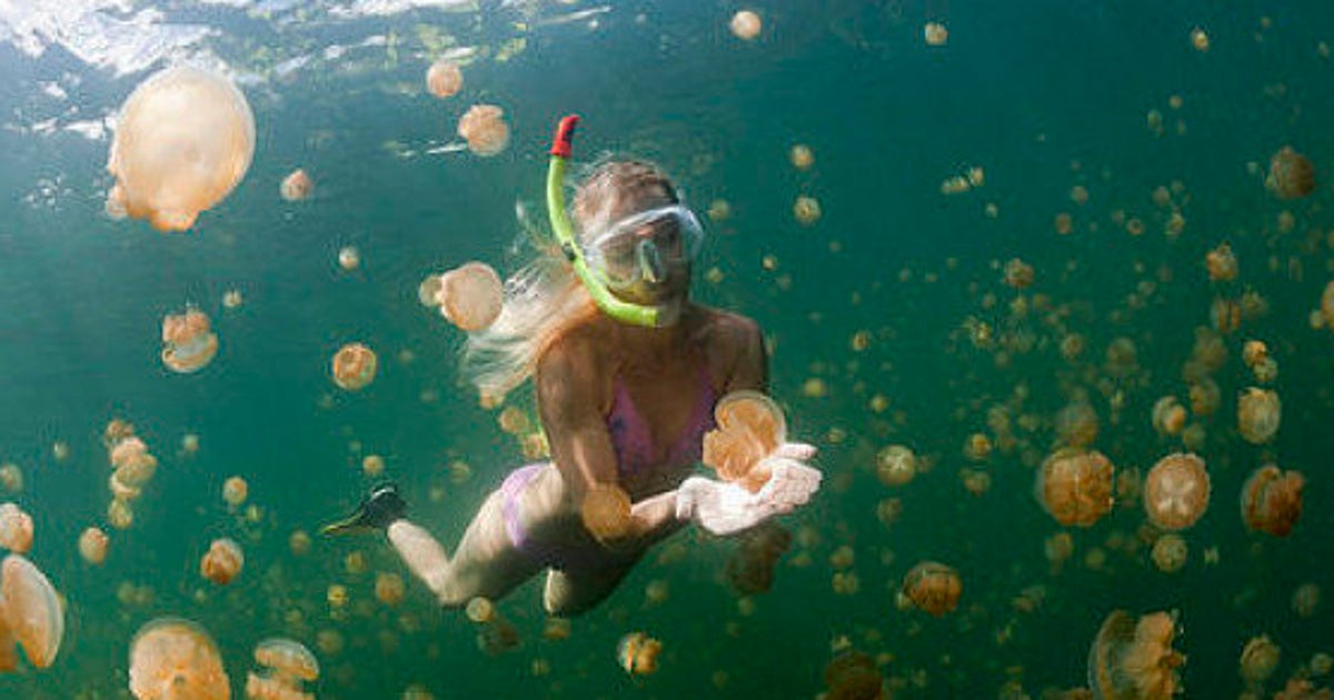 ¿Qué hacer si te pica una medusa? el CSIC prevé más medusas este