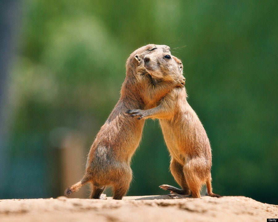 Fotos de animales para sonreír: el amor existe (FOTOS) | El HuffPost