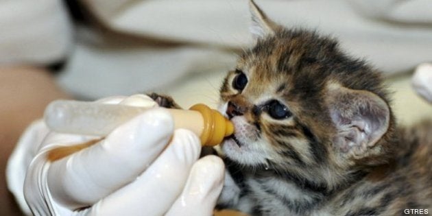 Animales tomando el biberón
