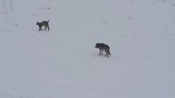 El excepcional y esperanzador encuentro entre un lobo y un
