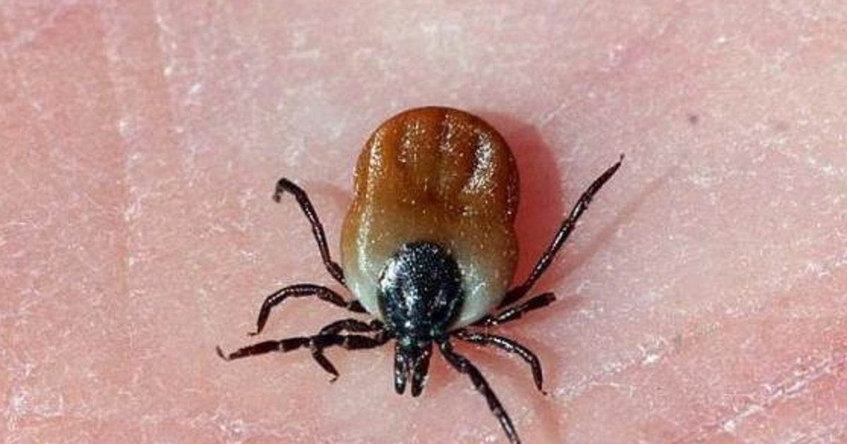 fiebre por garrapatas en perros contagiosos
