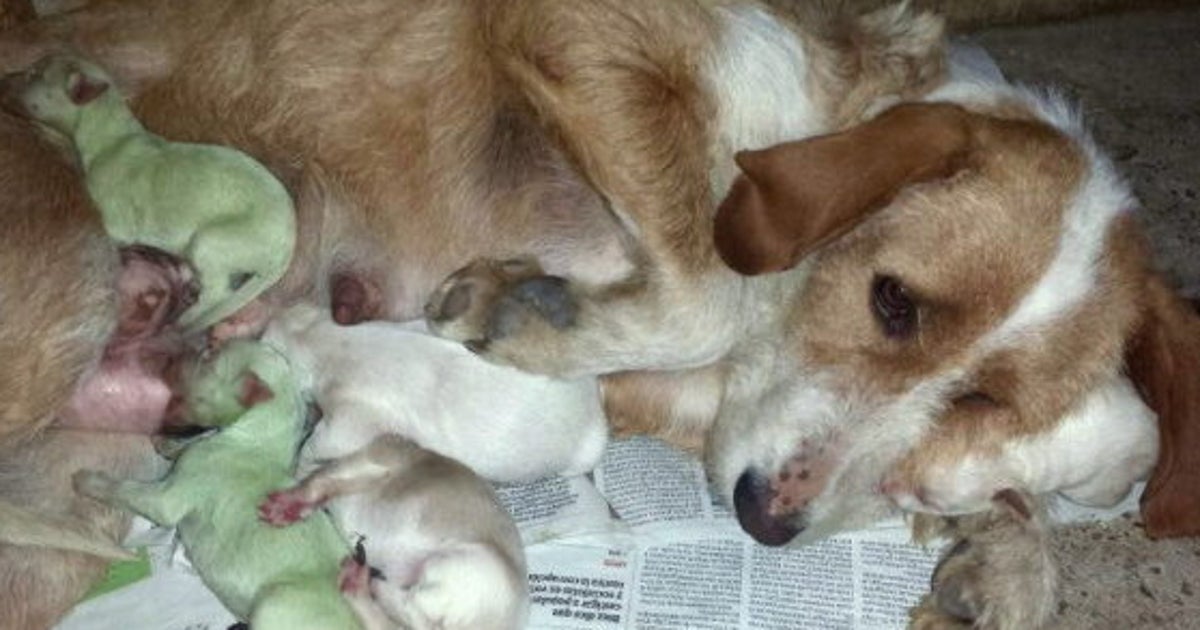 ¿Por qué nacen perros verdes? (FOTOS, VÍDEOS) El HuffPost Tendencias ¿Por qué nacen perros verdes? (FOTOS, VÍDEOS) El HuffPost Tendencias