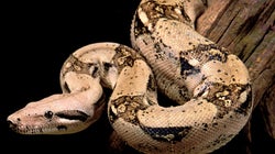 'Cazada' una boa constrictor... en un balcón en
