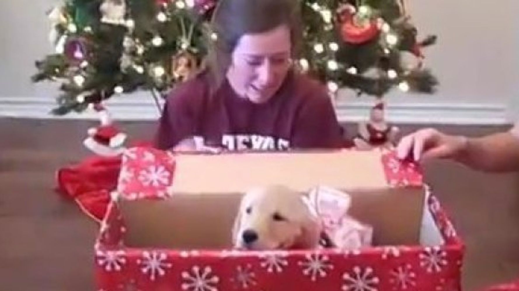 Felicidad máxima un perro Navidad (VÍDEO) | El HuffPost Tendencias