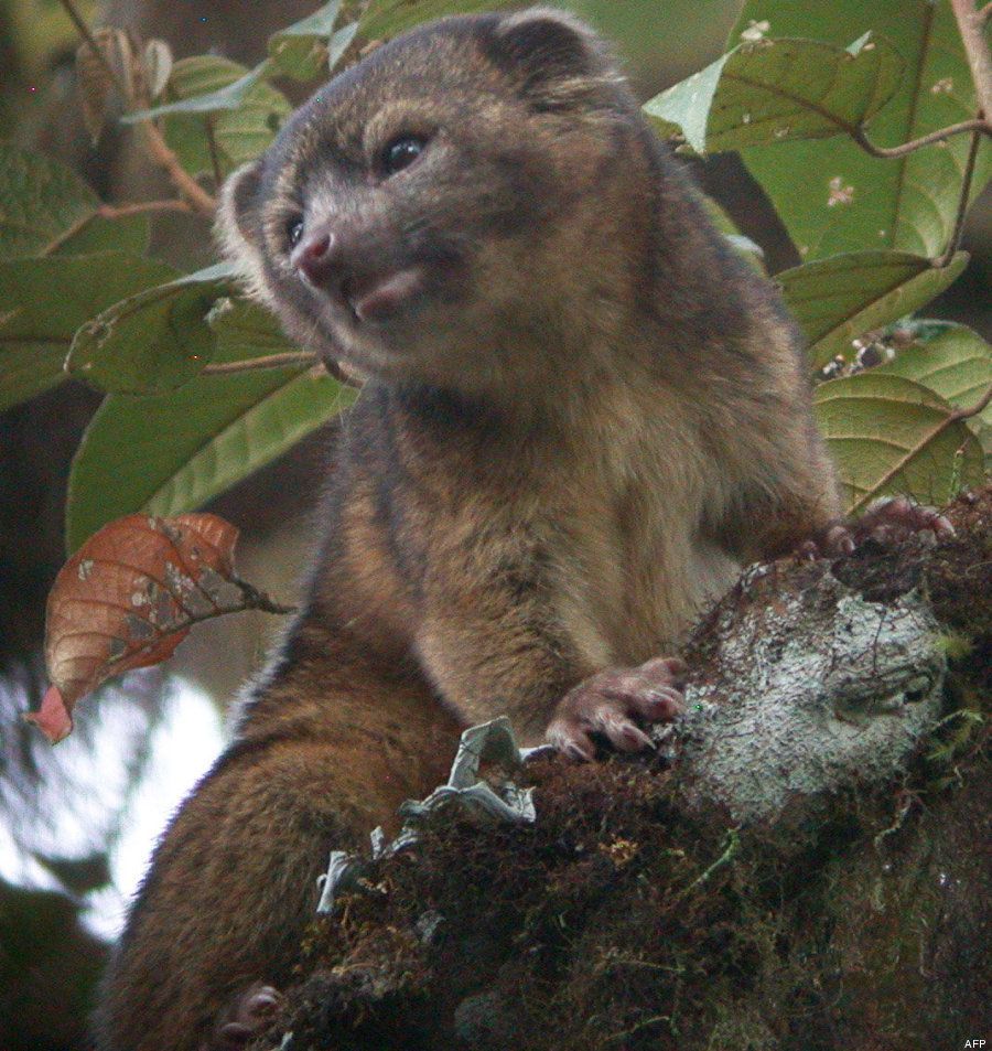 Olinguito: fotos de la nueva especie de mamífero hallada en Ecuador y