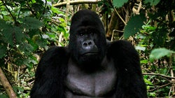 Cuatro especies, al borde de la extinción por caza