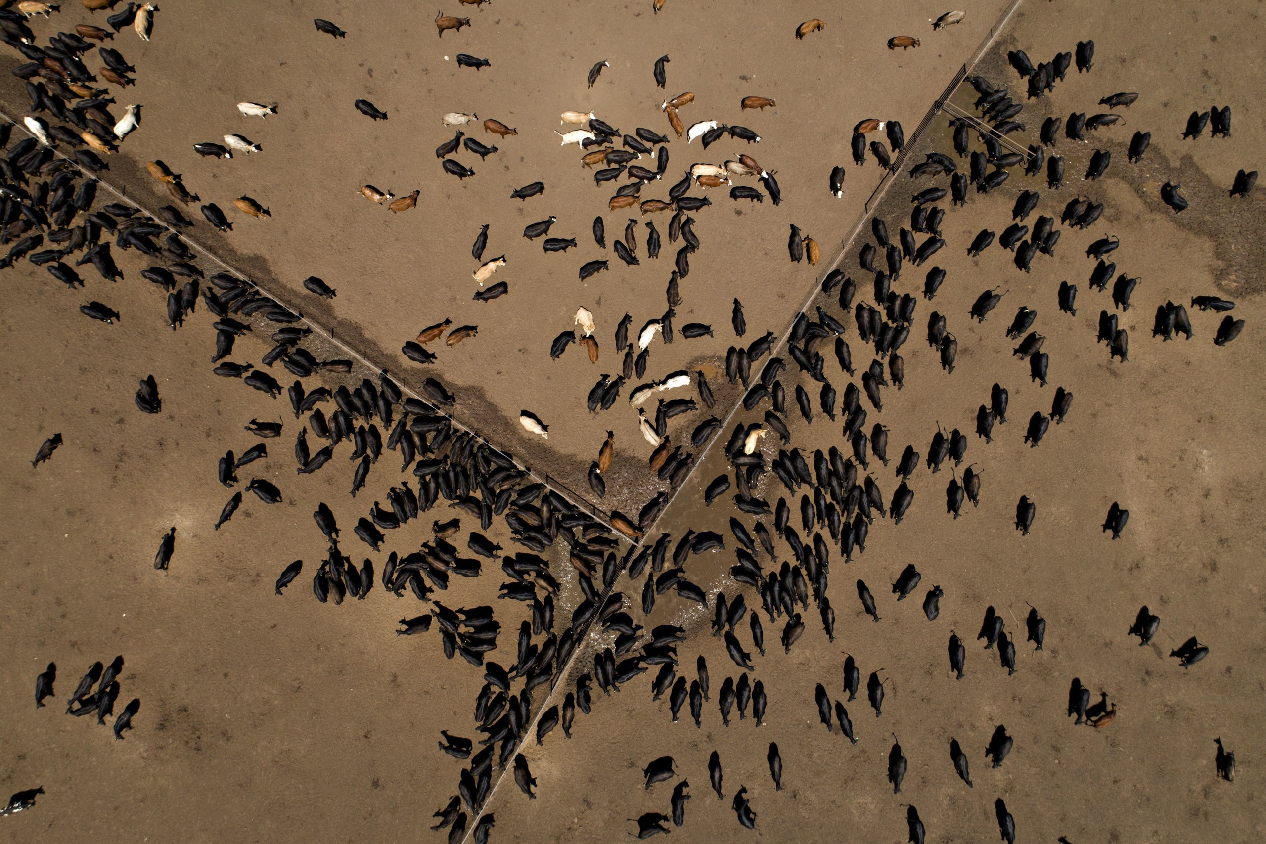 Cattle stand at the Texana Feeders feedlot in Floresville, Texas.