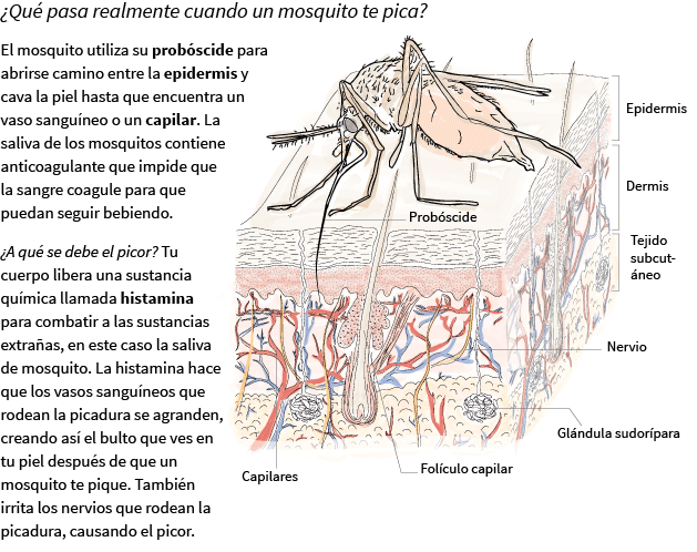 Esto es lo que le pasa a tu cuerpo cuando un mosquito te pica
